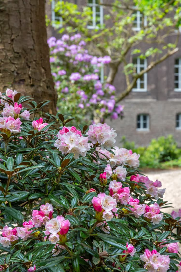 Bloeiende Rhododendron