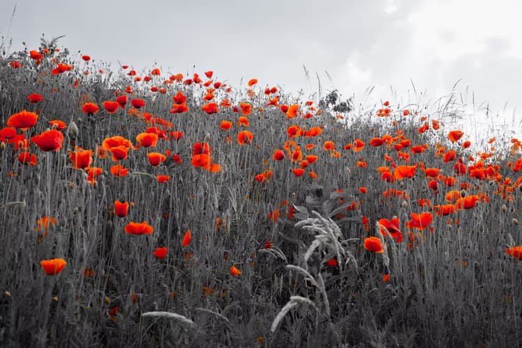 Vibrant Poppy Field
