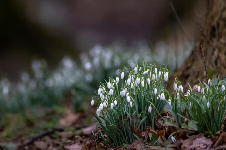 Sneeuwklokjes in Bloei
