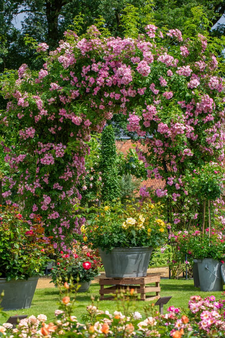 Bloemenboog in de Tuin