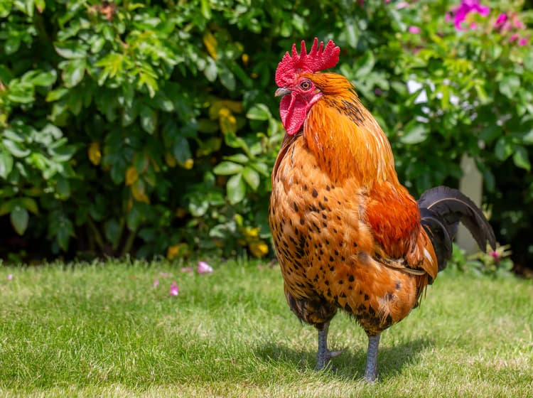 Kleurige Haan in Tuin