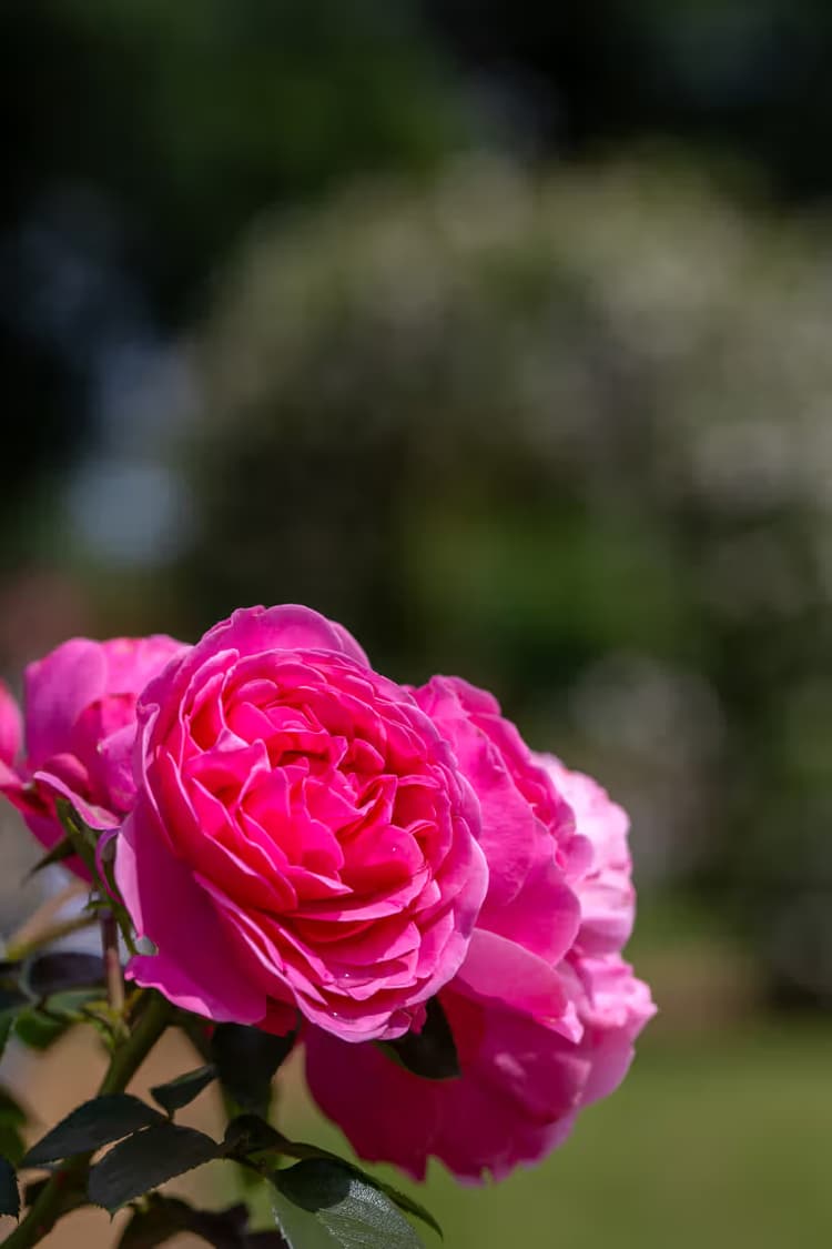 Prachtige Roze Roos