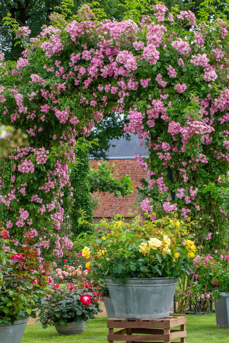 Bloemenboog in de Tuin