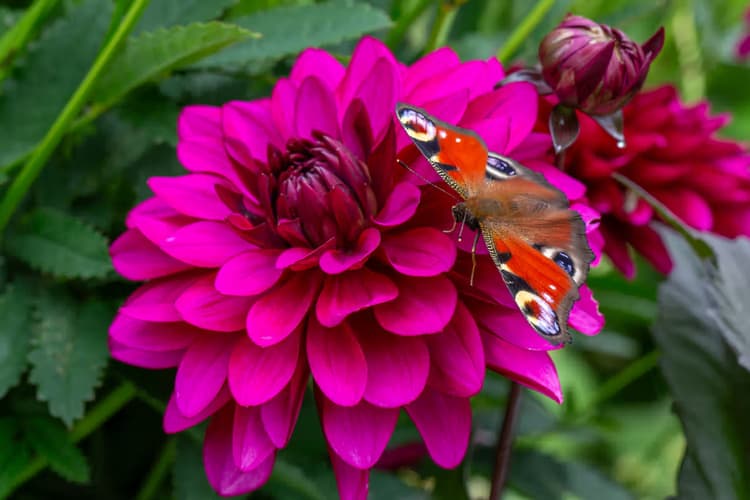 Kleurige Vlinder en Bloem
