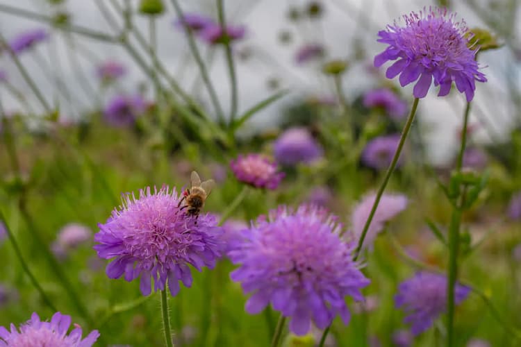 Bij op paarse bloemen