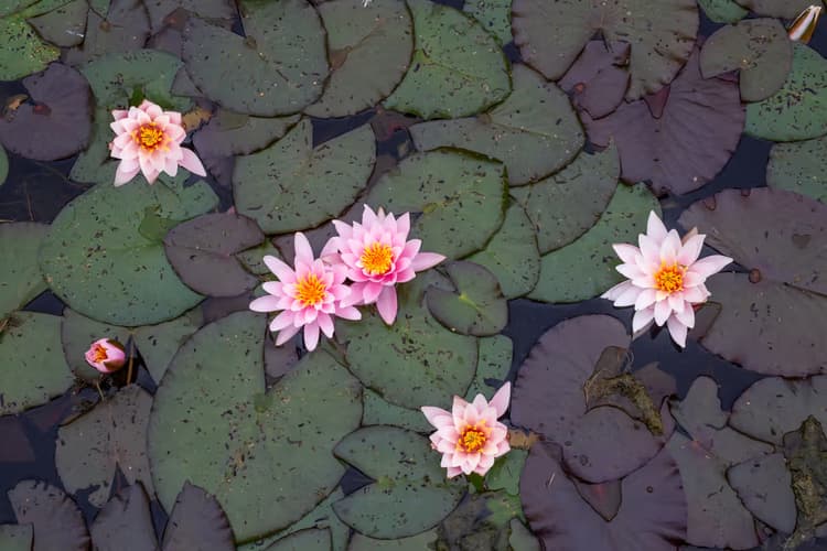 Lentebloemen in het water