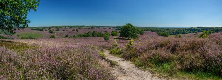 Paarse Heidevelden
