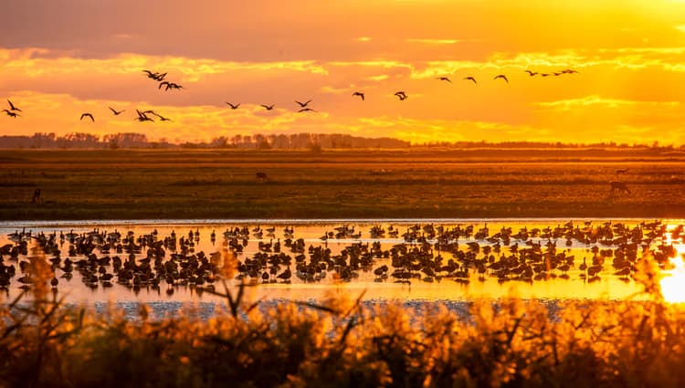 Zonsopgang met Vogels