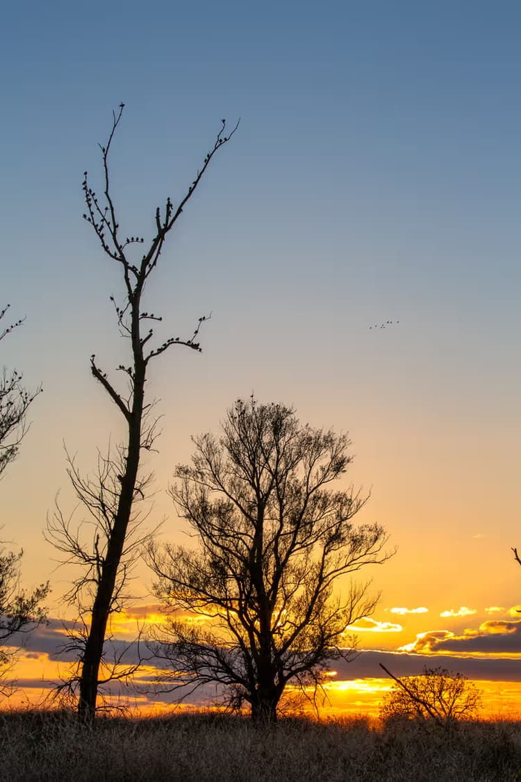 Zonsondergang met Bomen