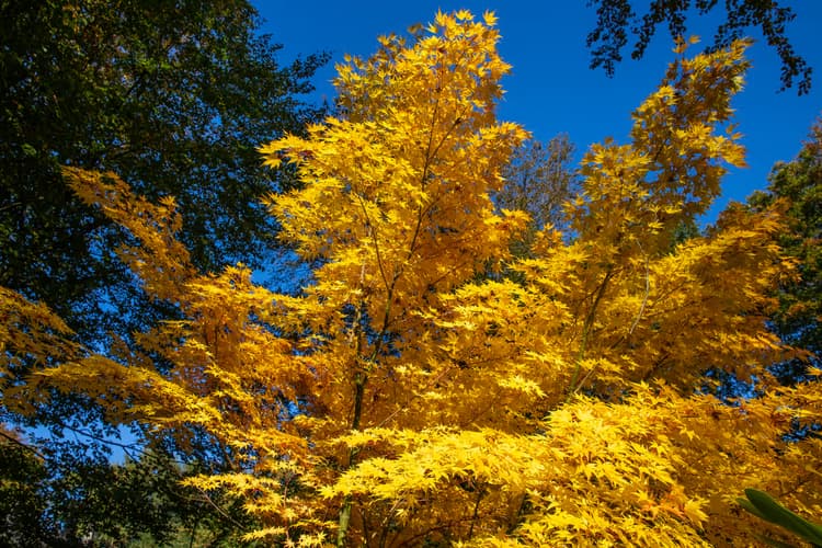 Gouden Herfstbladeren
