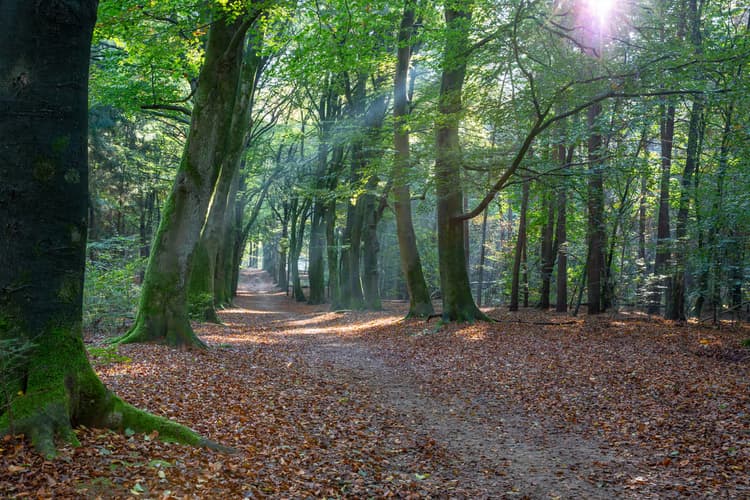 Zonnige Boswandeling
