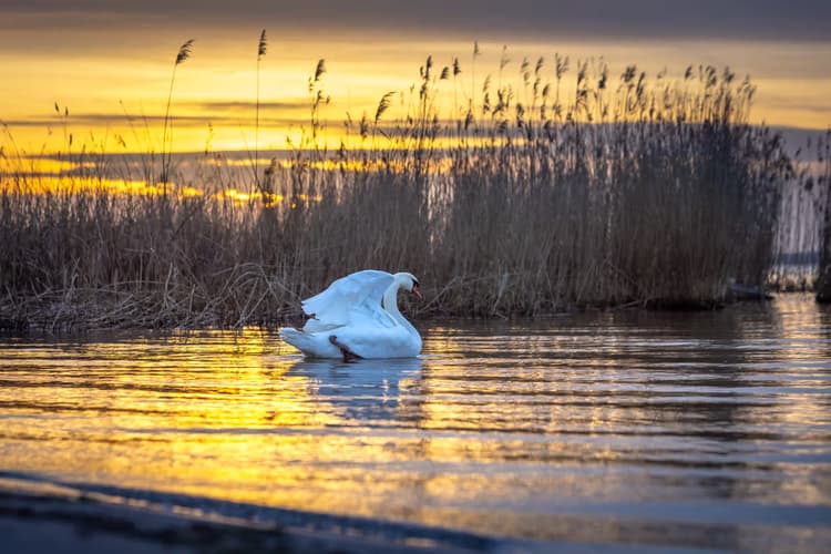 Zwanen bij zonsondergang