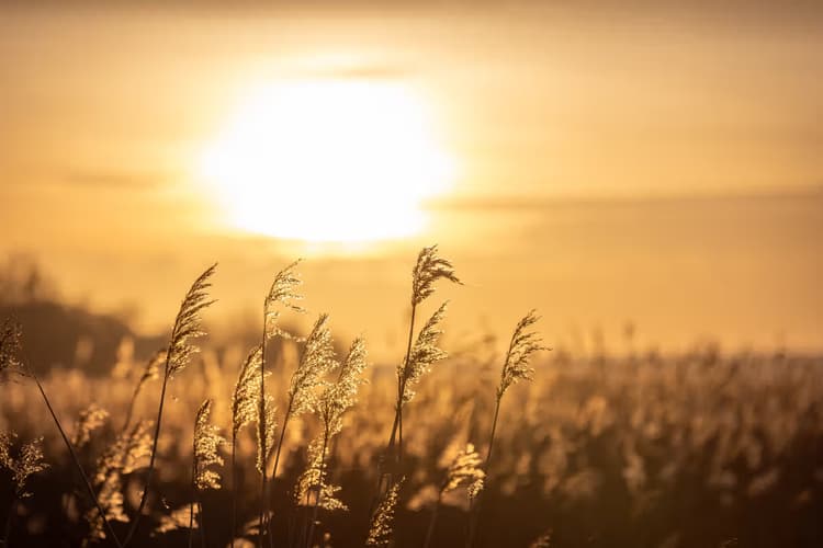 Zonsondergang in het veld