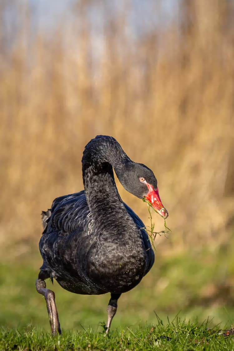 Zwarte Zwaan in Actie