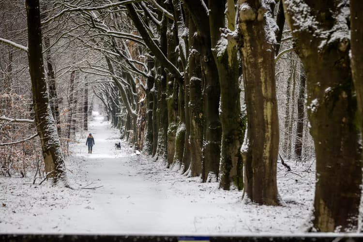 Sneeuwige Boswandeling