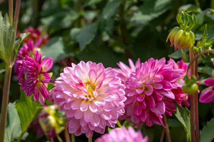 Kleurrijke Dahlia's