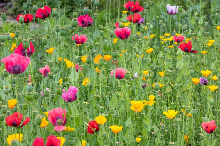 Kleurrijke Bloemenweide