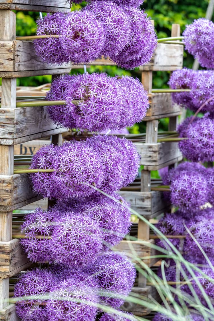 Paarse Bloemenpracht