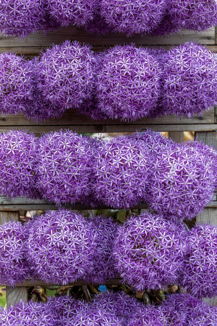 Paarse Bloemstructuren