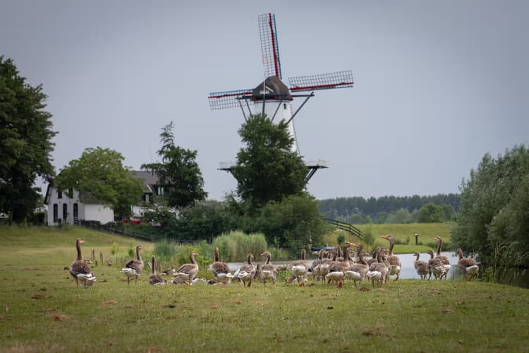 Ganzen bij de Molen