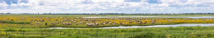 Groene Weide met Schapen