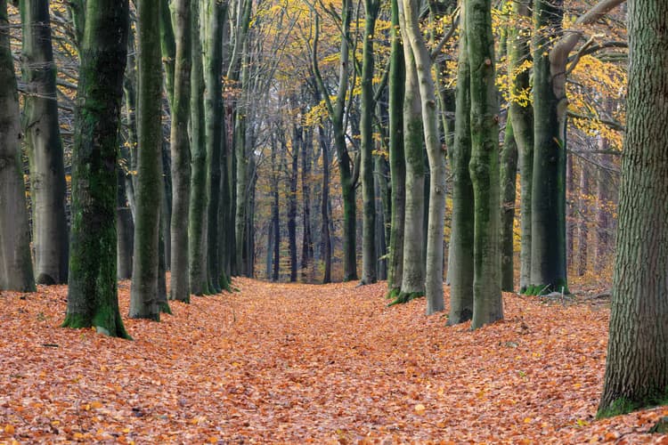 Herfst in het Bos