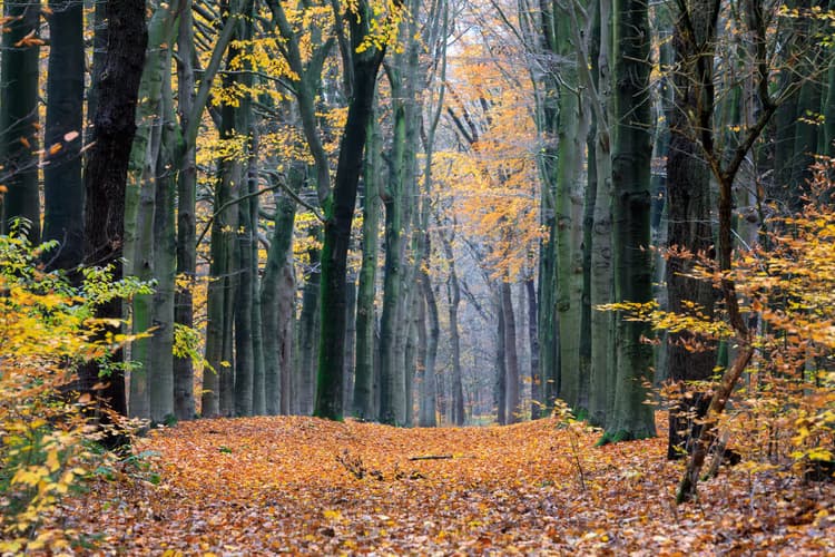 Herfst in het Bos