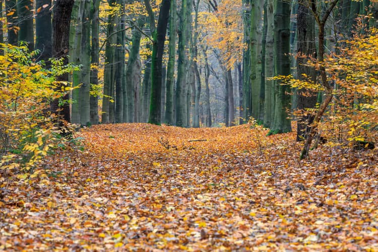 Herfst in het Bos