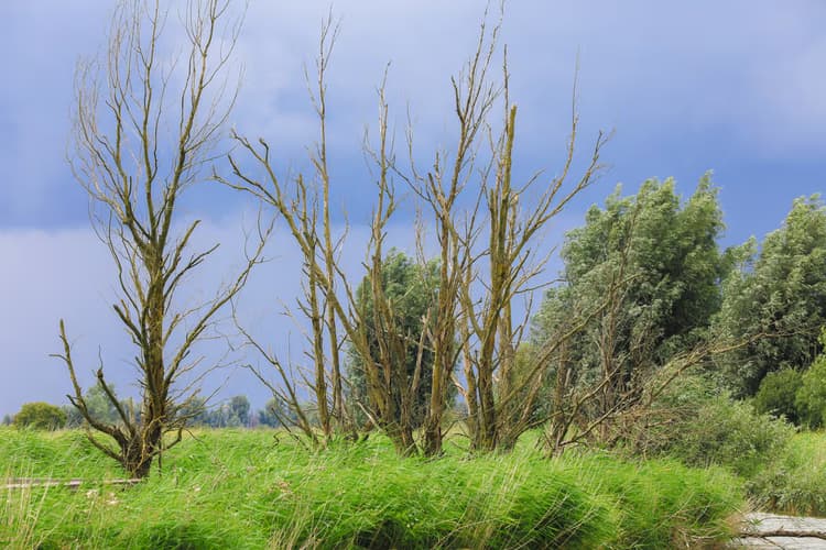 Dorre Bomen in Natuur