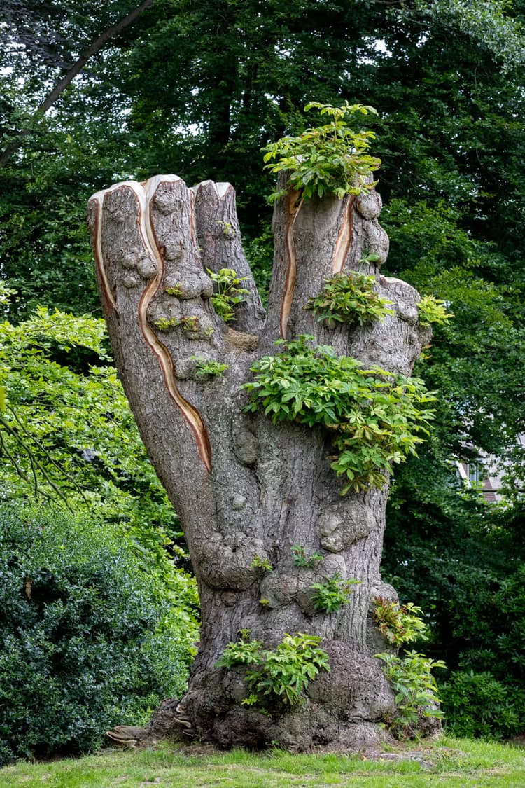 Oude Boom met Groene Bladeren