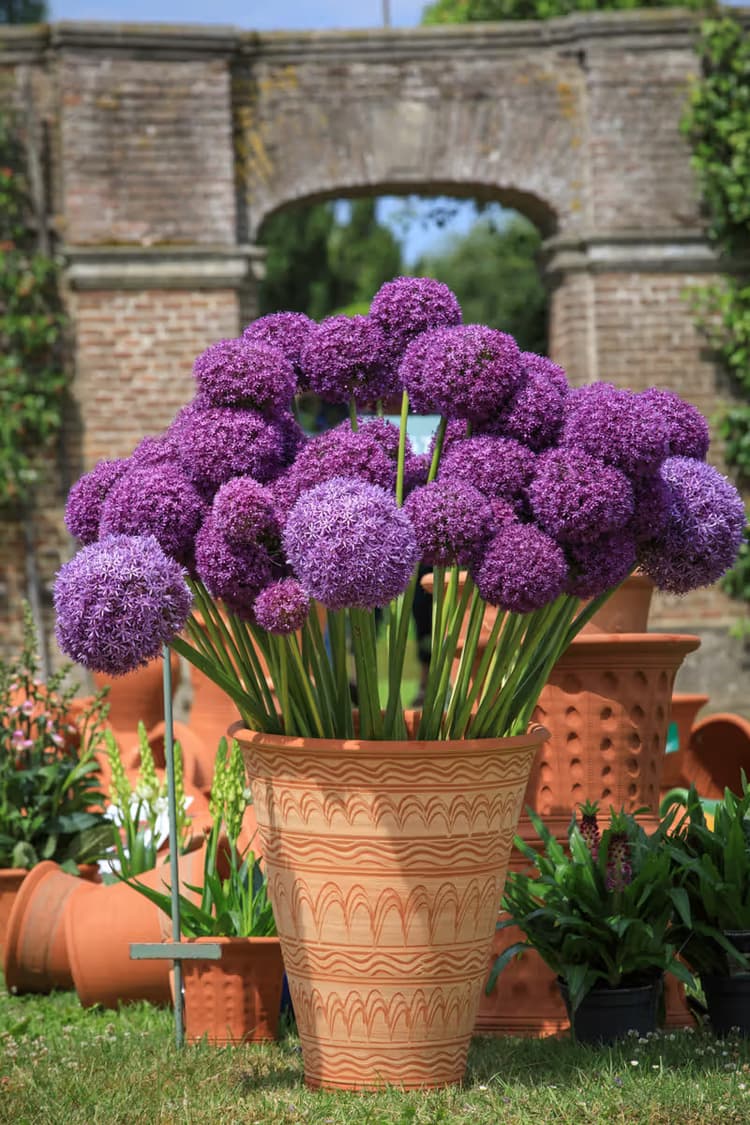 Paarse Bloemenpracht