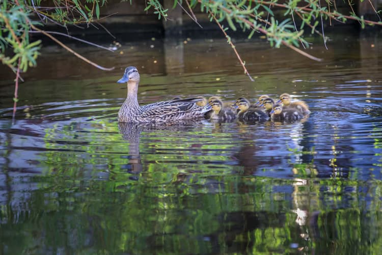 Moeder eend met kuikens