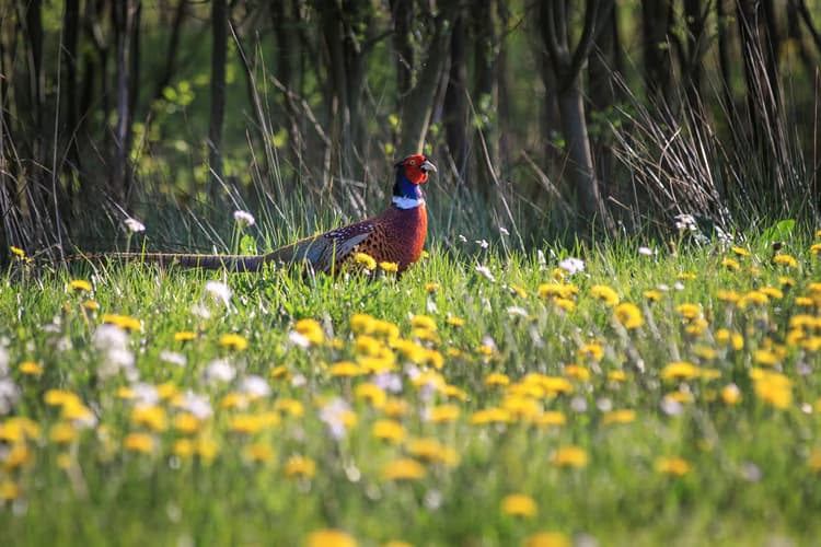 Pheasant in Bloom