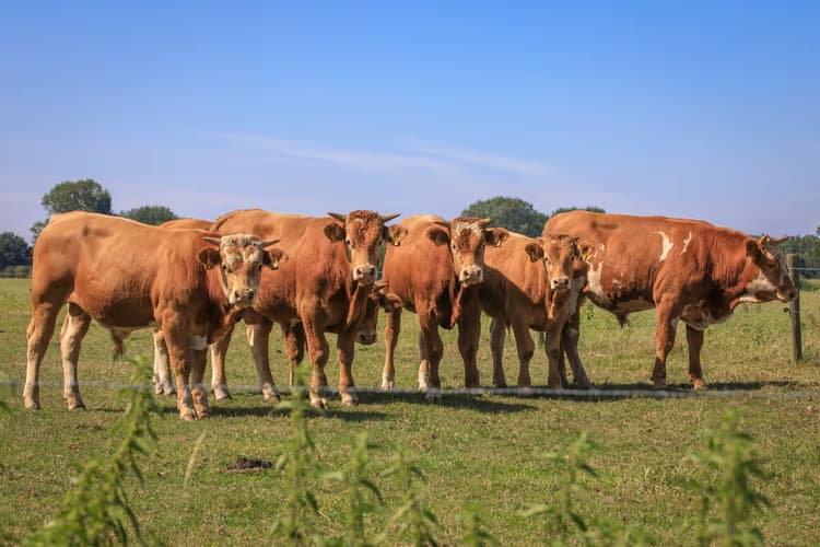 Groep Koeien op Weide
