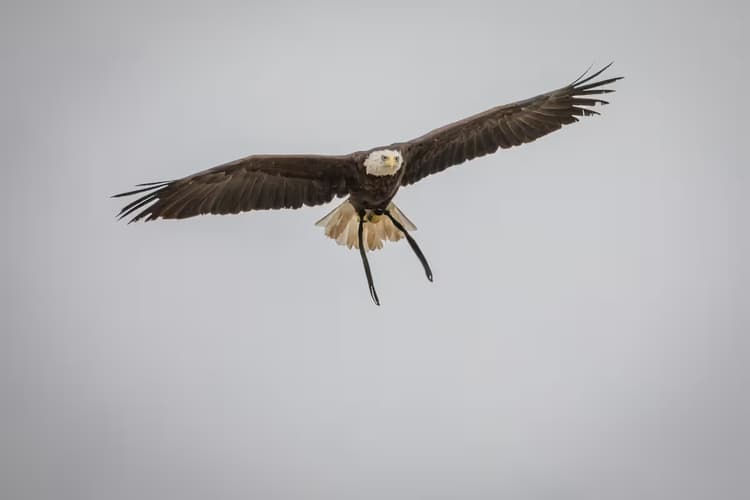 Vliegende Arend
