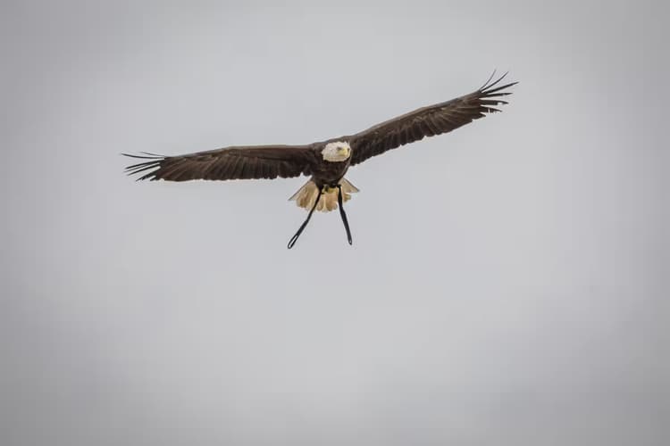 Vliegende Arend