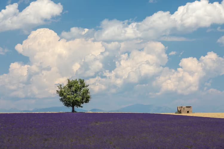 Lavendelveld onder de lucht