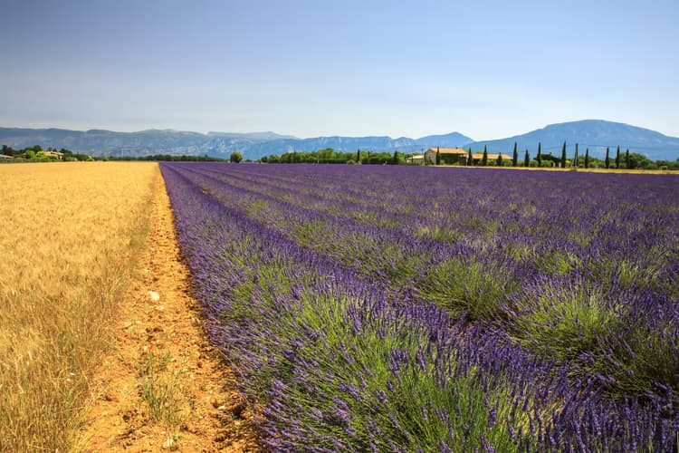 Lavendelvelden