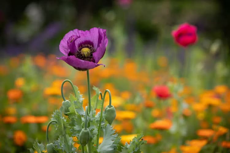 Kleurrijke Bloemenpracht