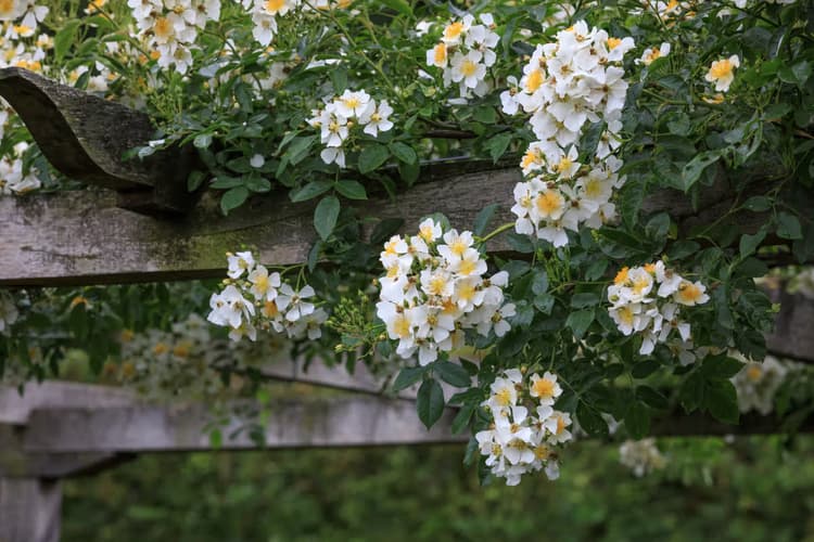 Bloeiende Rozenstruik