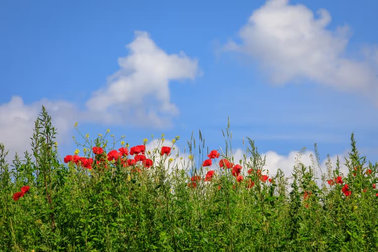 Bloemen onder de lucht