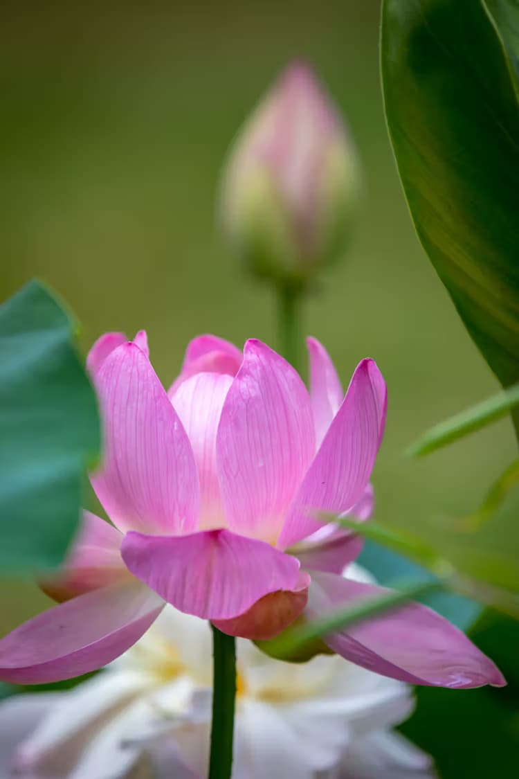 Prachtige Lotusbloem