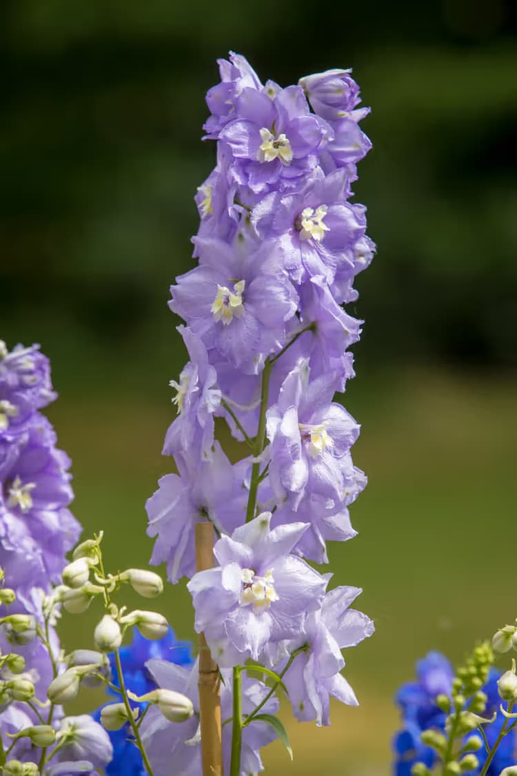 Paarse Delphinium Bloem