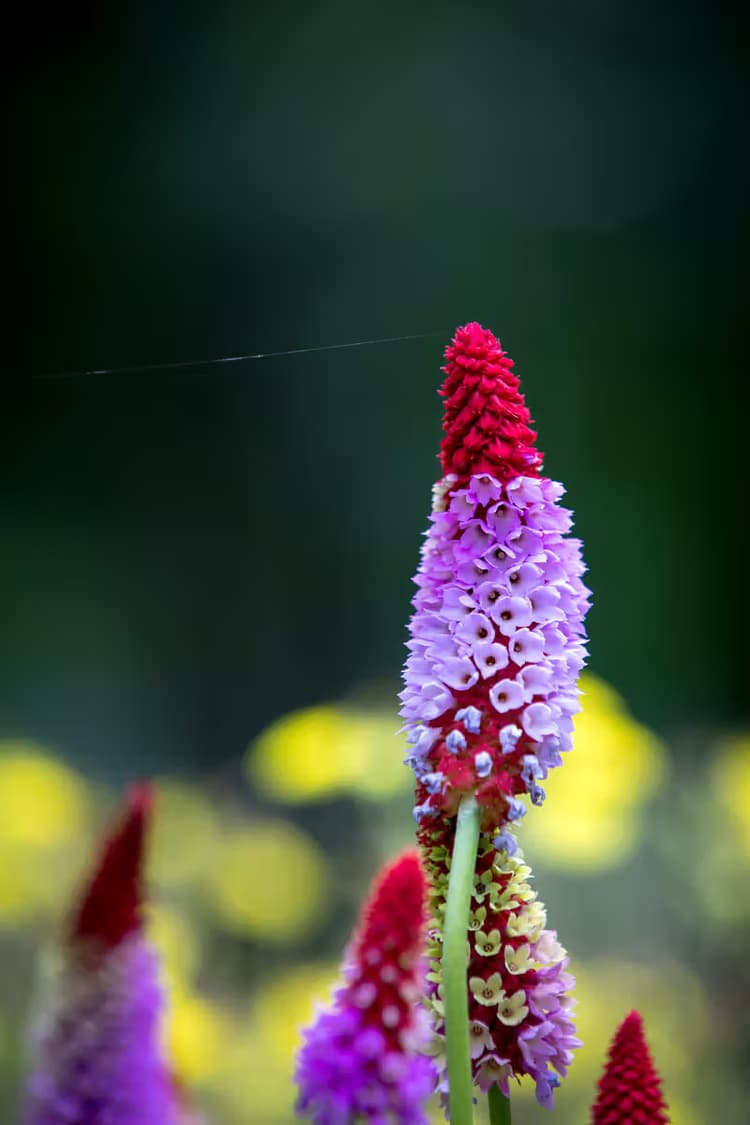 Kleurrijke Bloemtopper