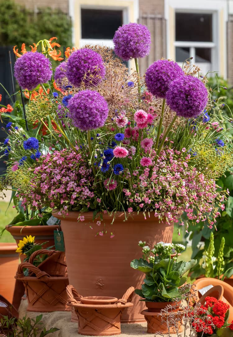 Kleurrijke Bloemenpracht