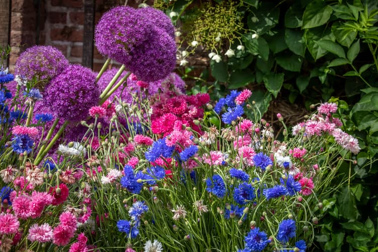Kleurrijke Bloemenpracht