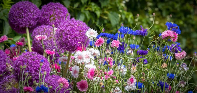Kleurrijke Bloemenpracht