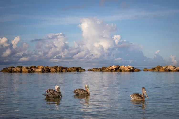 Pelikanen bij de kust