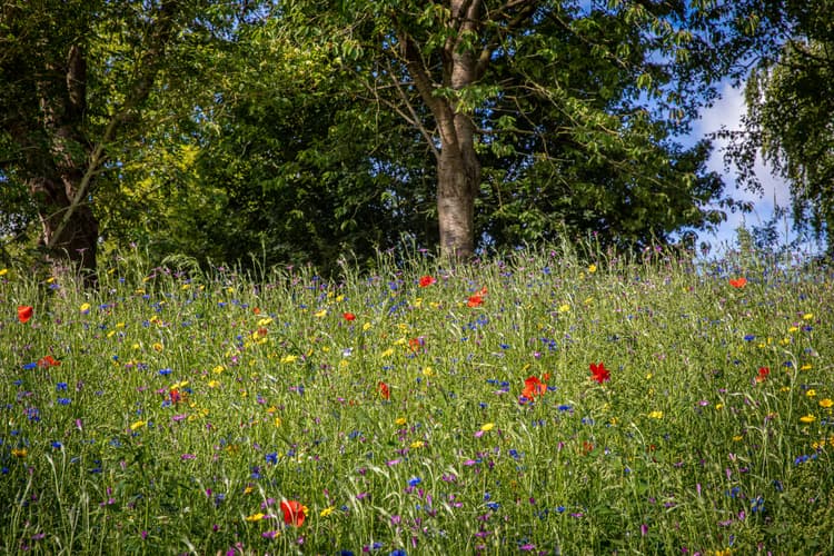 Kleurrijke Bloemenweide