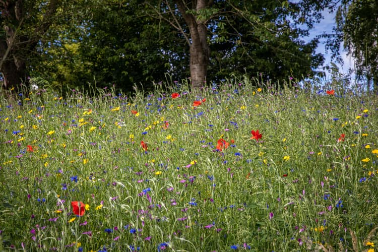 Kleurrijke Bloemenweide